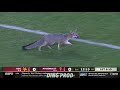 THERE IS A FOX ON THE FIELD