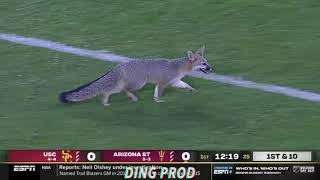 THERE IS A FOX ON THE FIELD