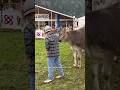 Festa dell&#39;Agricoltura Pejo Italy