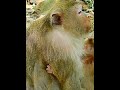 #Cutes Babies Monkey, And Daisy's baby# 291
