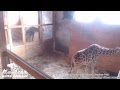 April the Giraffe Cam - Animal Adventure Park