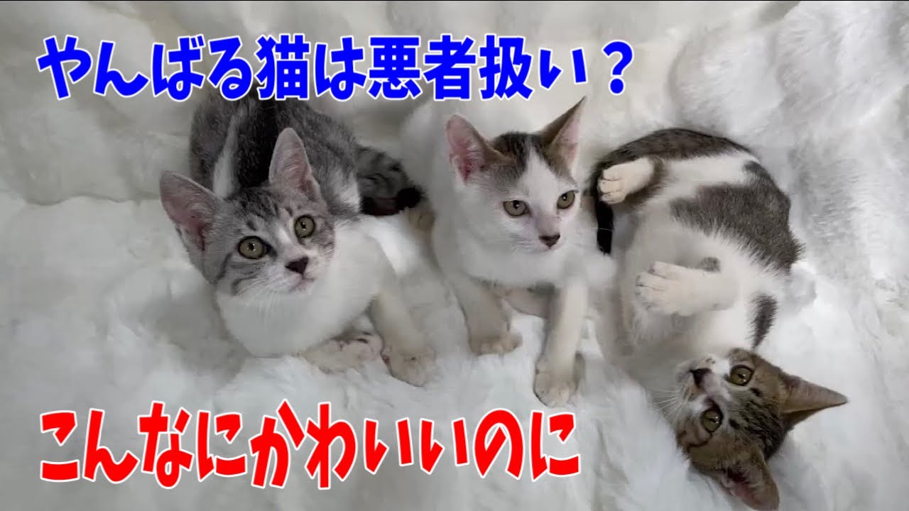 なあちゃん様 B&CKISSTOKYO レオパード ペインター猫 3点セッ Okinawa Batch 18, Group 24] The 3 brown tabby and white brothers