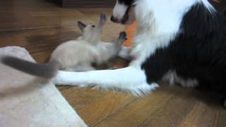 Lanie Russian Blue And Gizmo Border Collie Playing Together