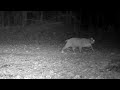 Limping bobcat followed by racoons
