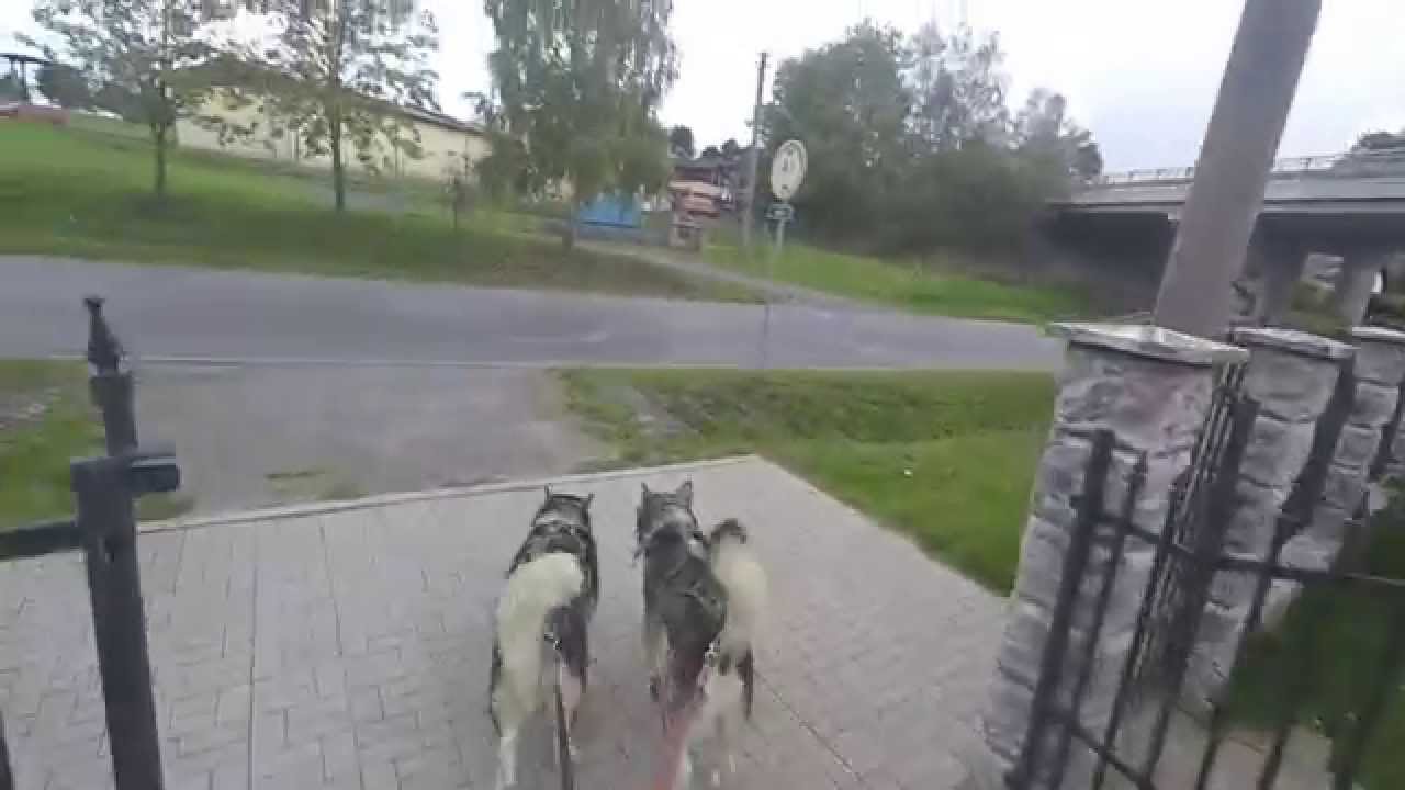 Vyjížďka se psy :-) Aljašský Malamut a Sibiřský Husky.