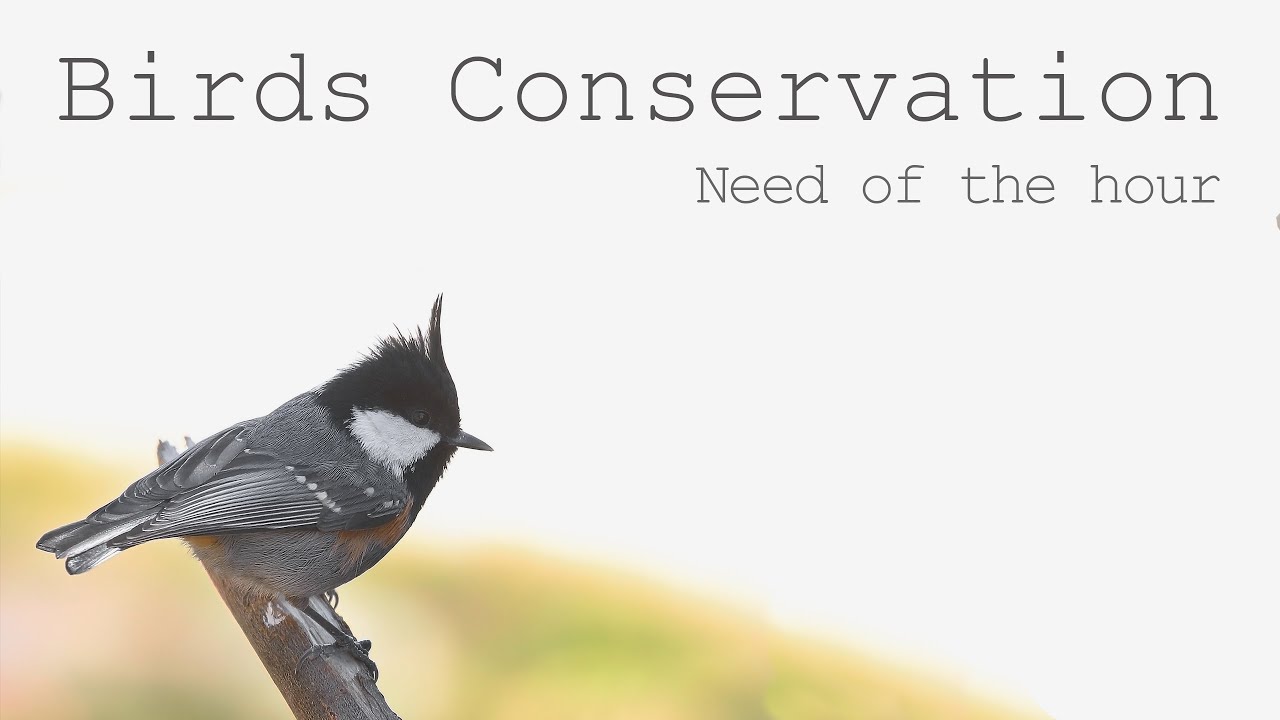 Birds Conservation Need of the hour Diversity Around Us Nature
