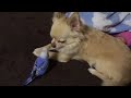 眠いチワワにお構いなく喋りかけて怒られる絶好調インコくん。