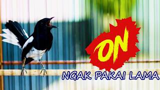 KACER TEMBAKAN ISIAN, PANCINGAN AMPUH NAIKAN EMOSI KACER