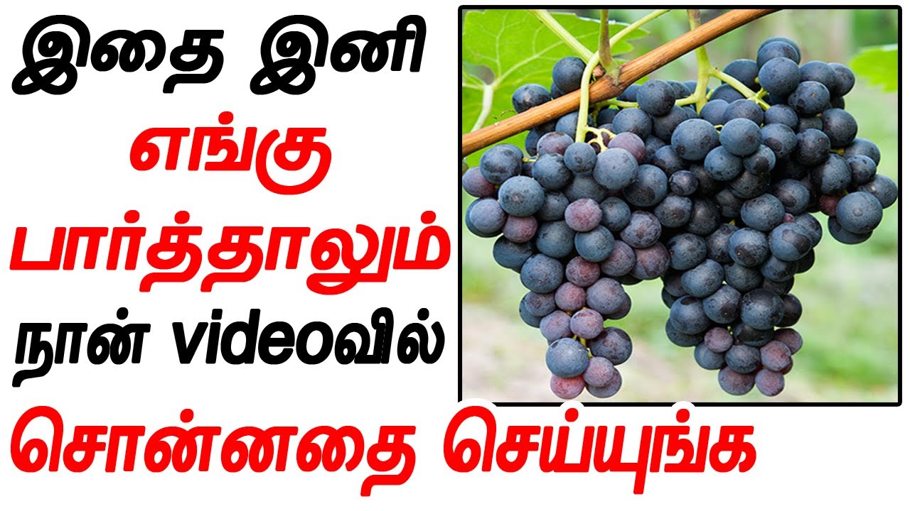 தினமும் 1 பிடி சாப்பிட்டால் கிடைக்கும் நன்மைகள் இதுதான் Black grapes