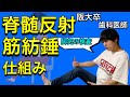 激烈わかりやすい!!脊髄反射 筋紡錘 神経の生理⑨【解剖生理学41】
