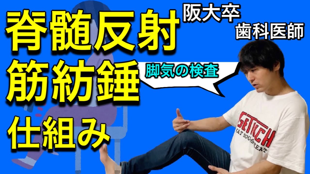 激烈わかりやすい！！脊髄反射 筋紡錘 神経の生理⑨【解剖生理学41】