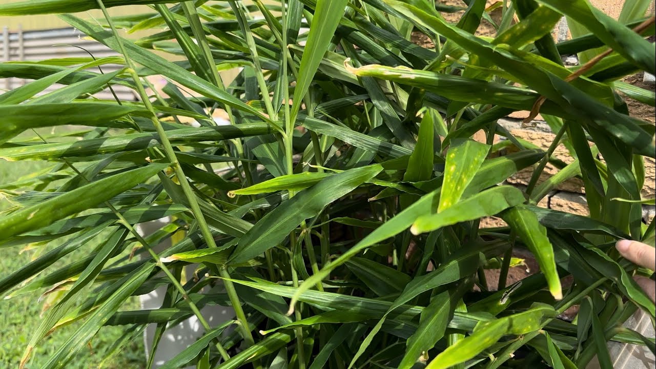 Hướng dẫn cách trồng GỪNG trong CHẬU - Trồng MỘT lần ăn CẢ ĐỜI.