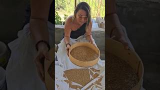 Arpa Buğday Daneler Şfet