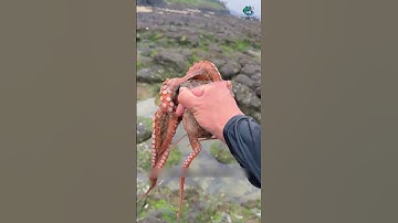 Đi biển nấu bún thái siêu cay | Review bắt hải sản #shorts #sanbathaisan