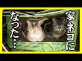【野良猫４年〜家猫３年】公園で暮らす猫達が、猫のことを全く知らない主と出逢い、猫生が変わったお話し
