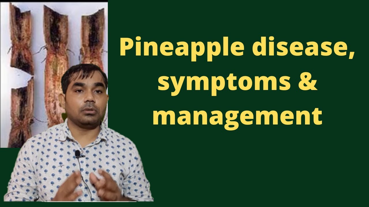 Pineapple disease, symptoms and management - YouTube