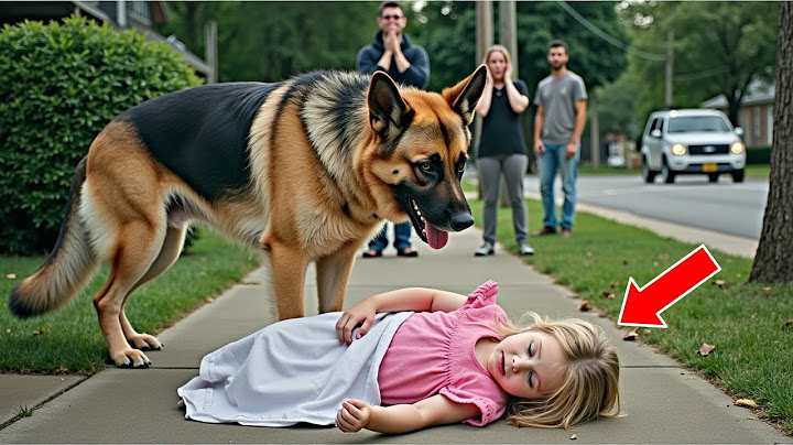 Stray German Shepherd Saves Unconscious Little Girl On Sidewalk...What He's Doing Will Make You Cry!