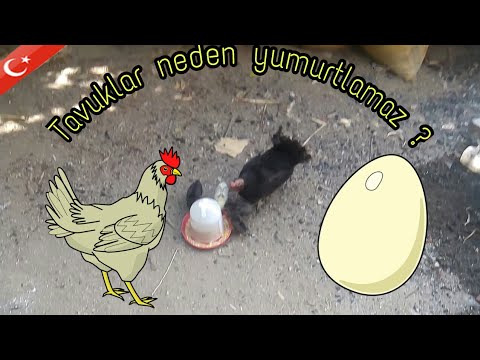 Tavuklar Neden Yumurtlamaz Tavuklar Nasil Yumurtaya Baslatilir Youtube
