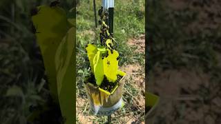 Its Japanese Beetle Season