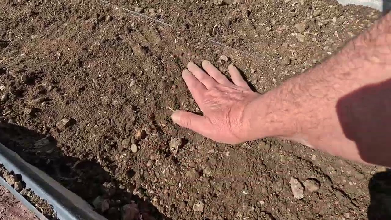 ÇANDINA MEŞTELÊ(1)23 Şubat 2026