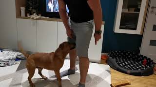 Staffordshire Bull Terrier Rico Idziemy Na Spacer