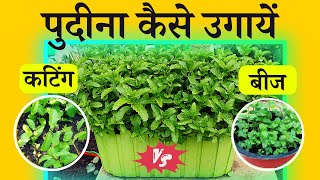 पुदीना कैसे उगाये कटिंग और बीज से गमले में घर पर 100% Success, Pudina Kaise Ugaye | How To Grow Mint