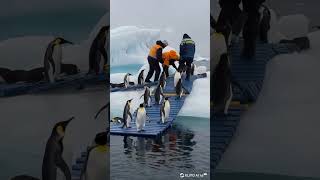 Helping a Colony of Emperor Penguins During an Ice #klingai