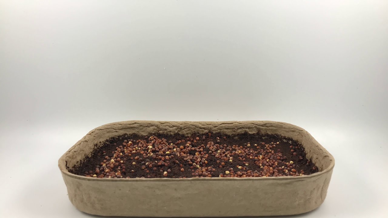 Broccoli Sprouts Time Lapse YouTube
