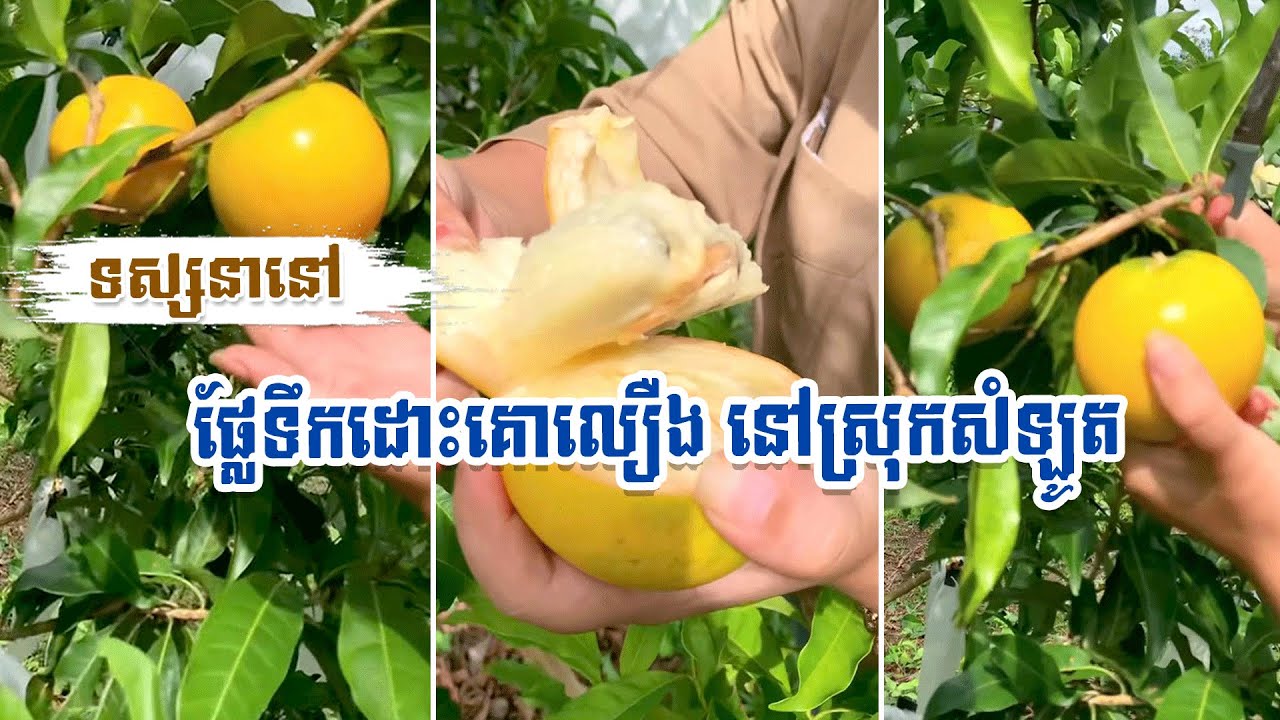 ទស្សនានៅ ផ្លែទឹកដោះគោលឿង នៅស្រុកសំឡូត