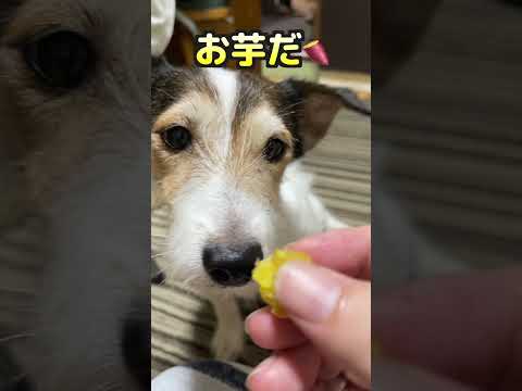 お芋を食べたジャックラッセルテリア #shorts