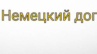 Порода: немецкий дог. Порода: немецкий дог.