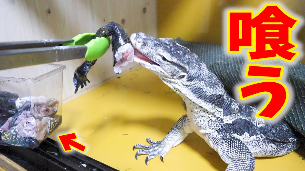 Swallowing a bullfrog whole! Feeding the monitor lizards with my