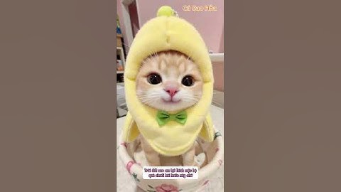 Mèo con đeo vương miệng kim cương trăm tỉ #shorts