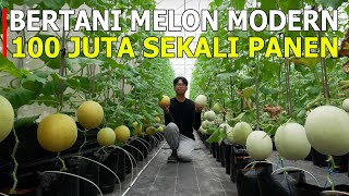 SUCCESSFUL YOUNG MAN!! PLANTING MELON, ONE HARVEST CAN GET HUNDREDS OF MILLIONS 🔥🔥