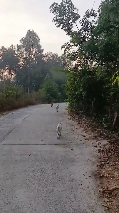 เดินเล่น #หมา #dog #nature #animals  #lovelydo #cutedog