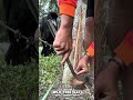 Berburu getah dapet bonus gagak liar.  #satisfying  #nature #amazing