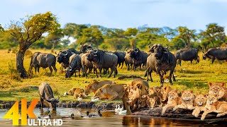 4K (60FPS) African Wildlife: Etosha National Park  Scenic Wildlife Film With Calming Music