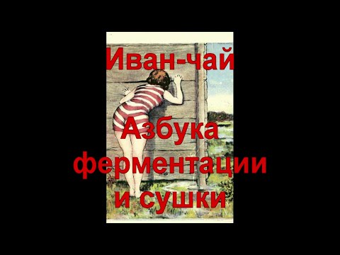 16. Иван-чай. Секреты
