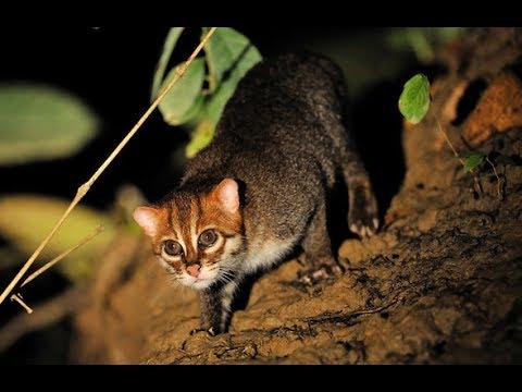 Суматранская кошка - YouTube