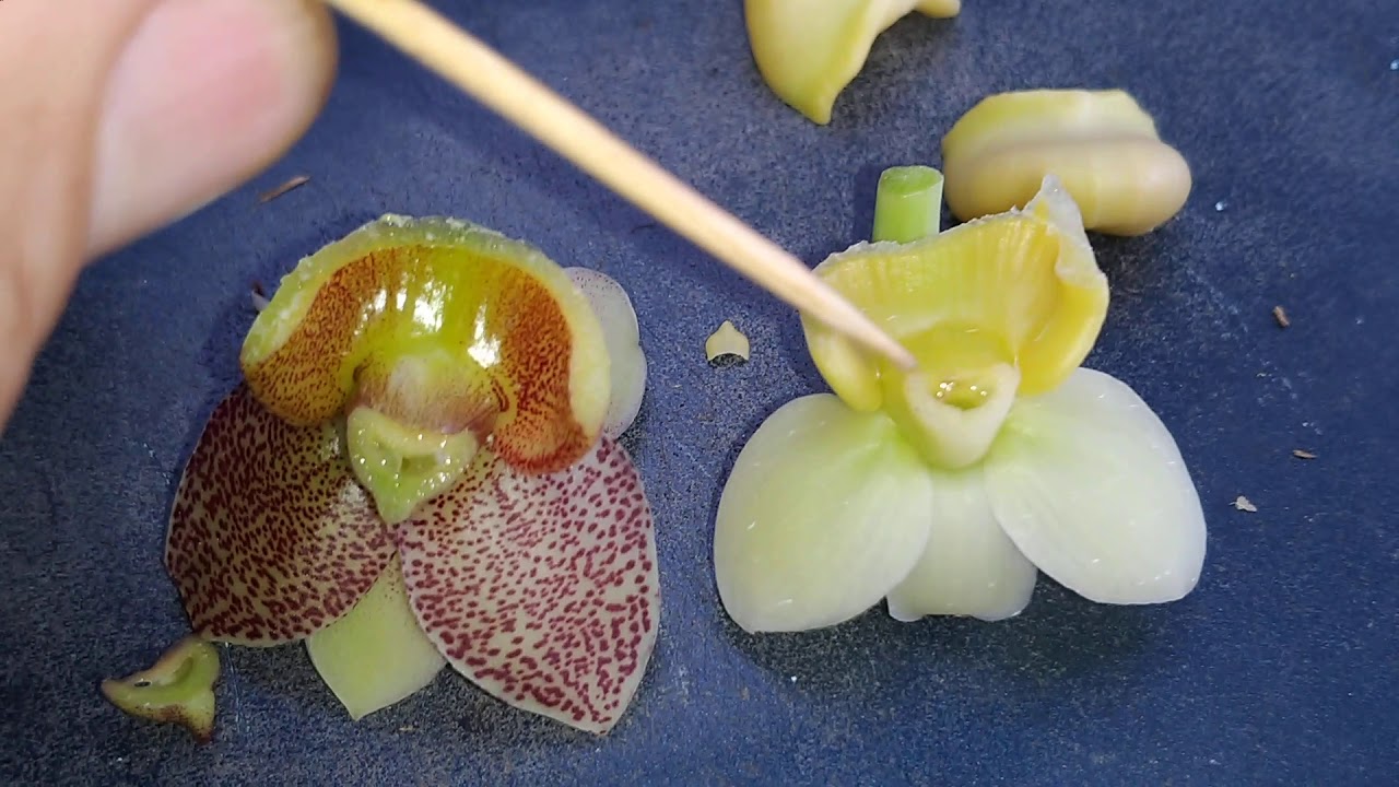 Flores hermafroditas de Catasetum (Dúvidas)