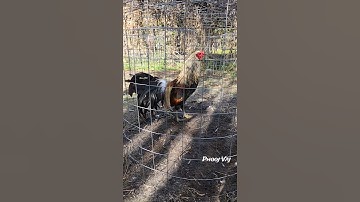 Project Bird - Phoenix Qaib Dib Tw Ntev #chicken #qaibdib #gamefowl #ayam #gallos #longtail #bantam