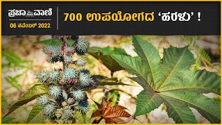 ಕೃಷಿ ಮೇಳ: 700 ಉಪಯೋಗದ ‘ಹರಳು’ ! Castor Crop I Castor oil I GKVK  I Krishimela I Haralu