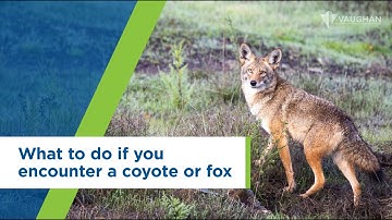 What to do if you encounter a coyote or fox