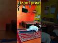Lizard pose | #yogaandfitnesswithshiva #love #flowers #challenge #shortvideo #ytshorts #foryou