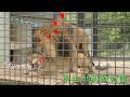 【桐生が岡動物園】 マイペースに過ごすライオンのライラとチャコ(260508)