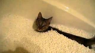 Кот плавает в пенопласте