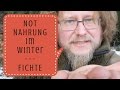 Notnahrung im Winter - Fichte