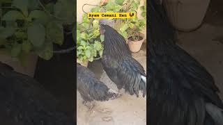 #ayamcemani #hen #chicken #indonesian #breed #greytounge #viral #ytshorts #shorts #rarebreeds #egg