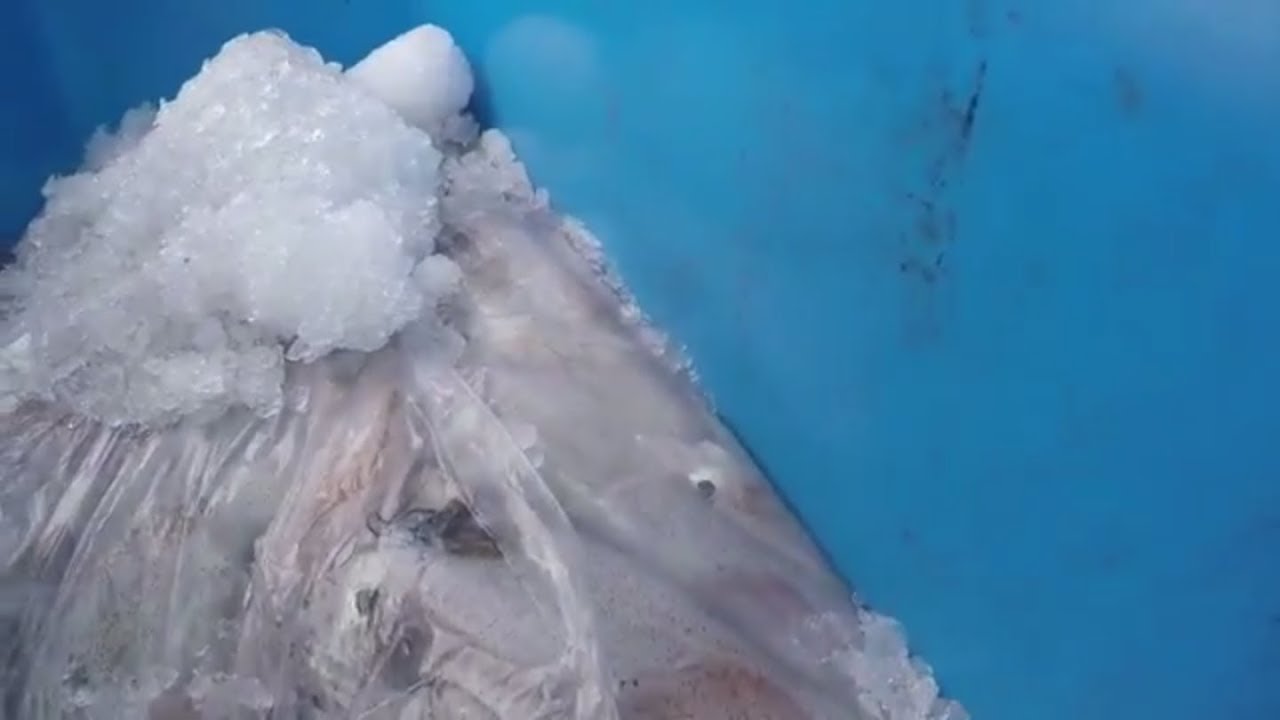 Windsor Bait And Tackle Fishing Vlogs Why we have the best Jewfish