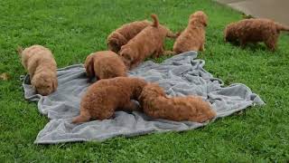 Miniature Goldendoodle Puppies For Sale Mini Goldendoodle For Adoption